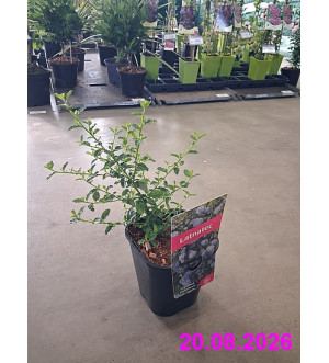 Ceanothus impressus 'Victoria' C 1,4 L